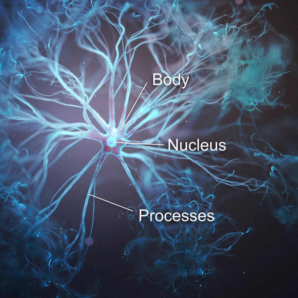 3d image showing astrocyte cell anatomy and structure. Highlighting cell body, nucleus and processes.