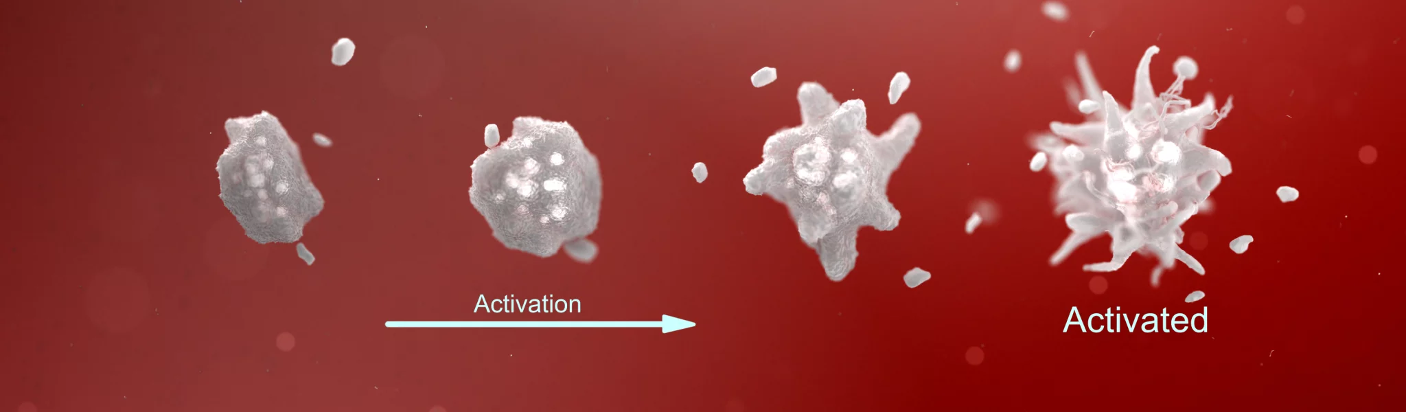 3d illustration of platelet cell showing the cell changing shape from resting to activated.
