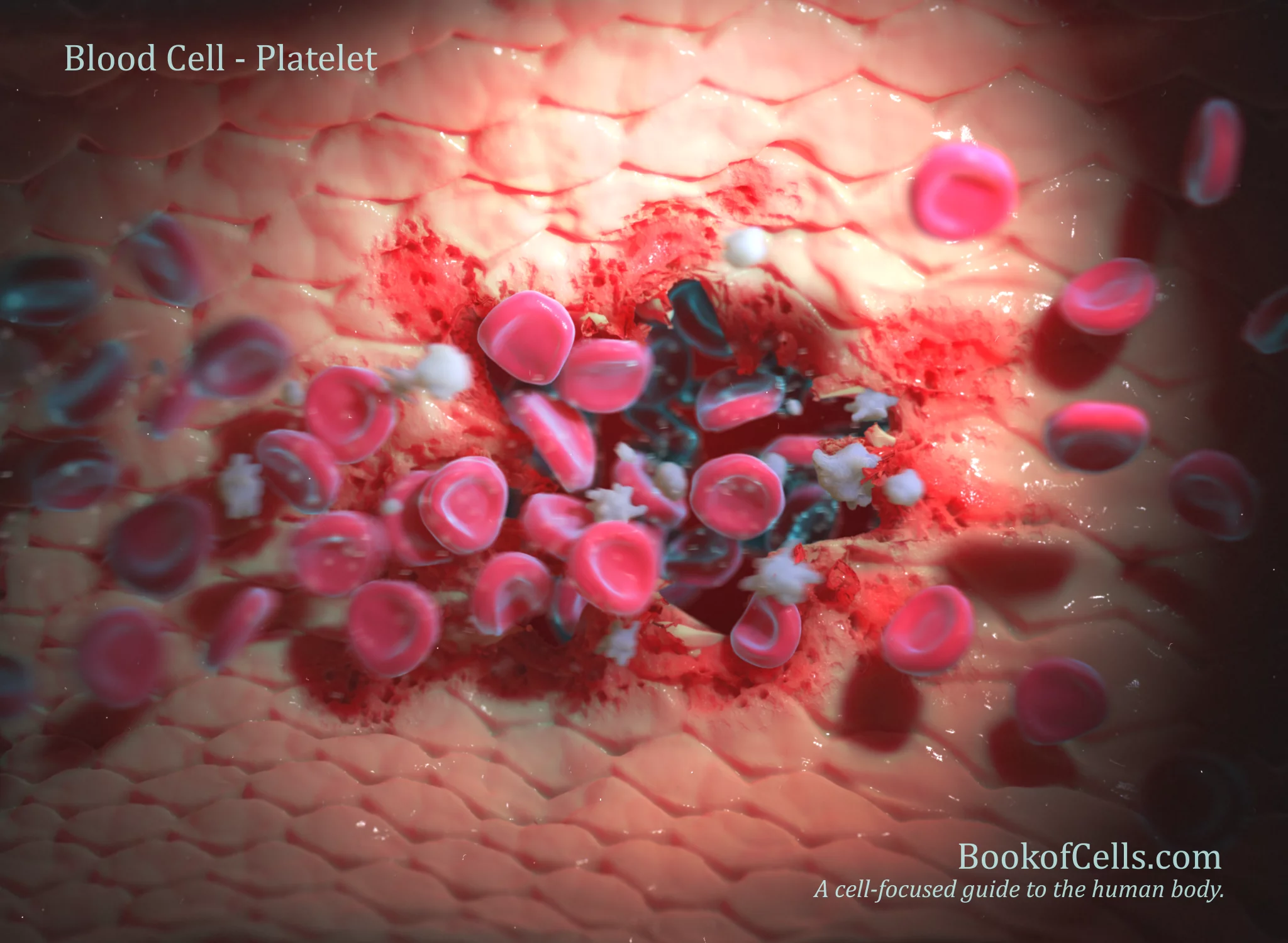 3d rendering of the inside of a damaged blood vessel showing the activation process of platelet the cells.