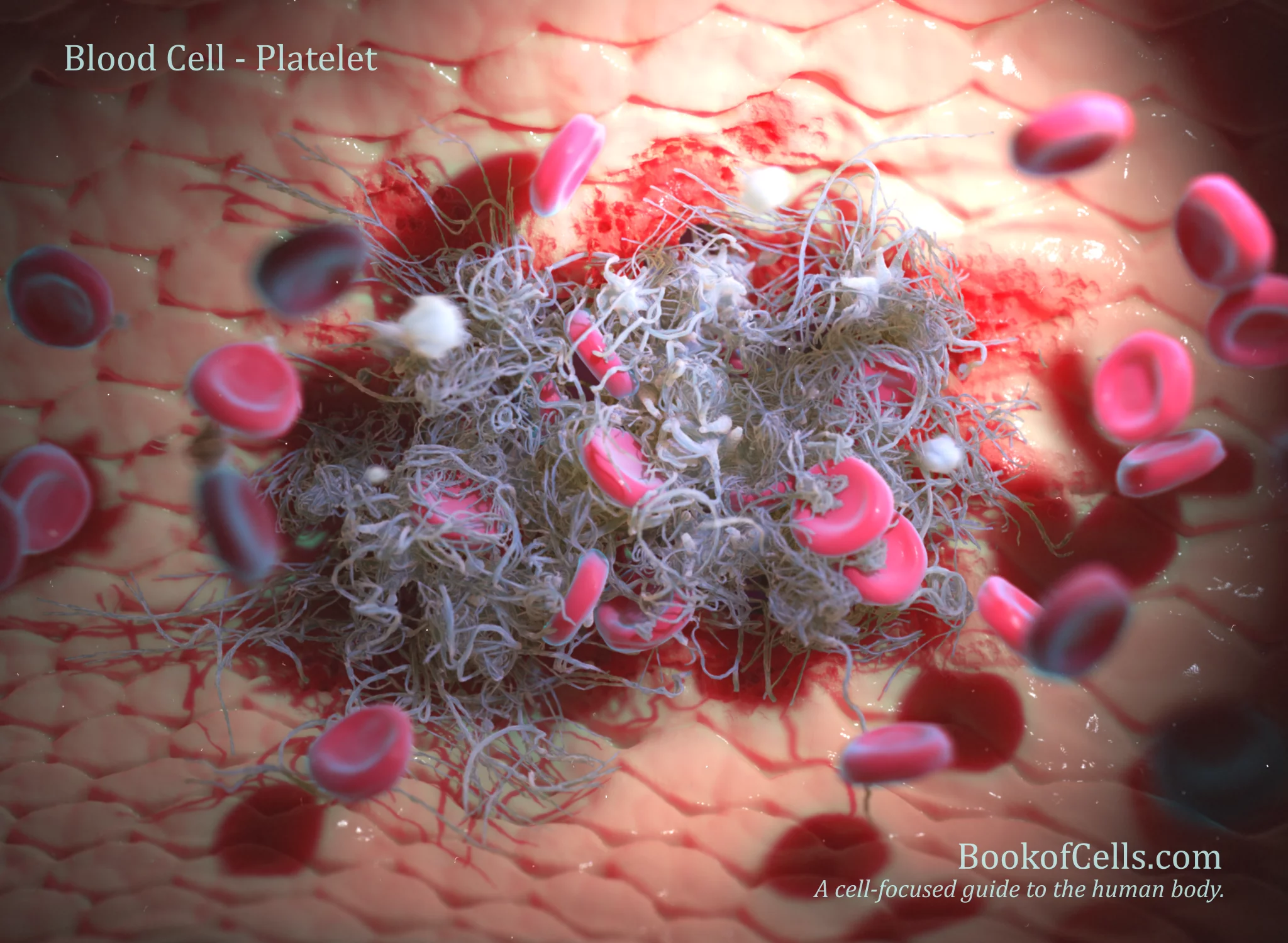 3d graphic of a platelet cell close-up.