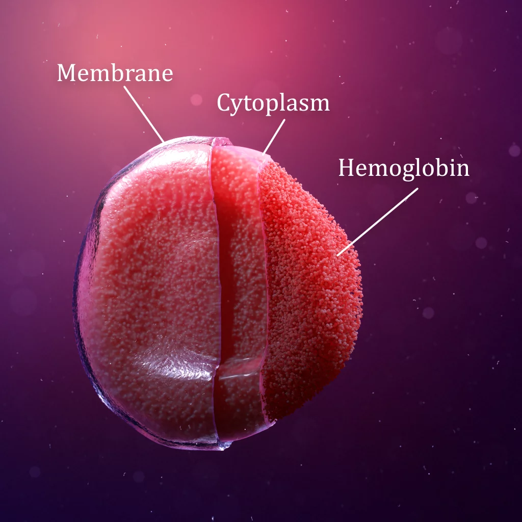 3d Graphic showing a red blood cell diagram, highlighting the cell membrane, cytoplasm and hemoglobin within the cell.